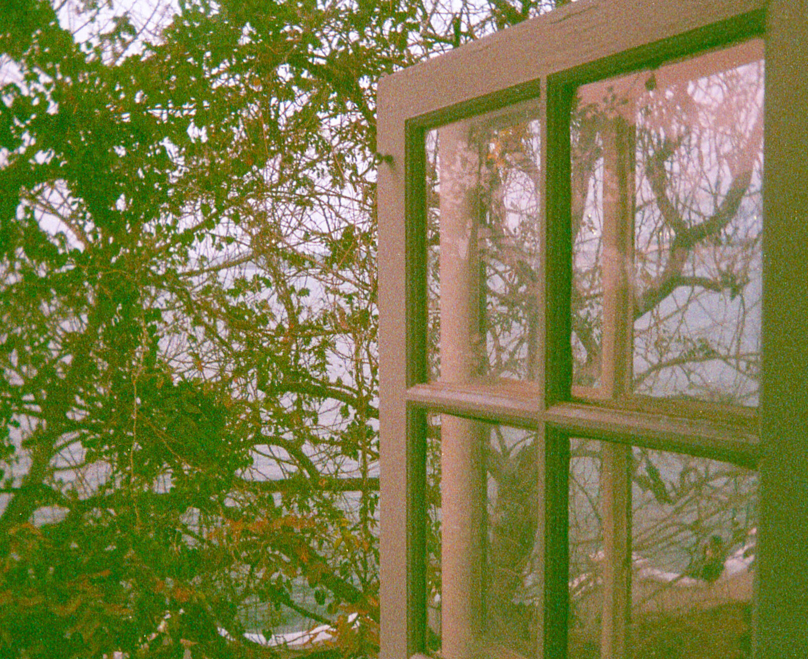 Painterly window with green tamarind branches outside