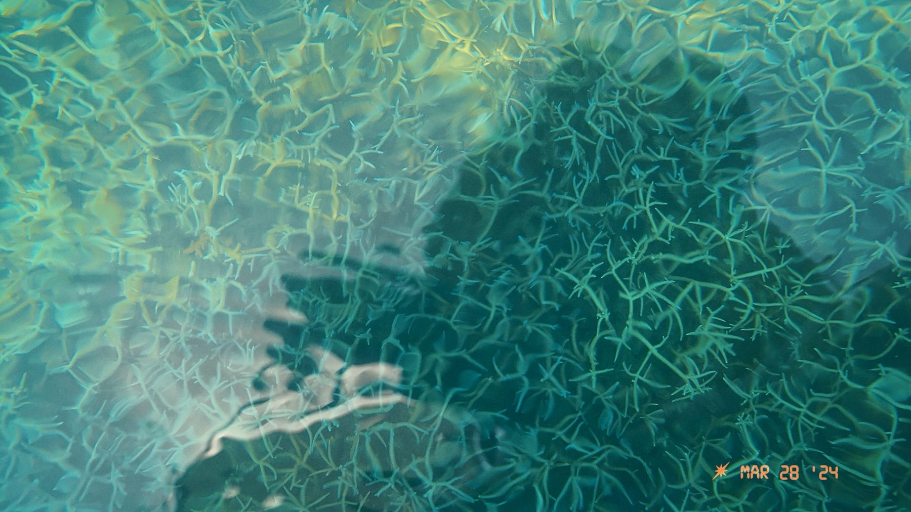 Lakshadweep — coral visible through clear shallow water