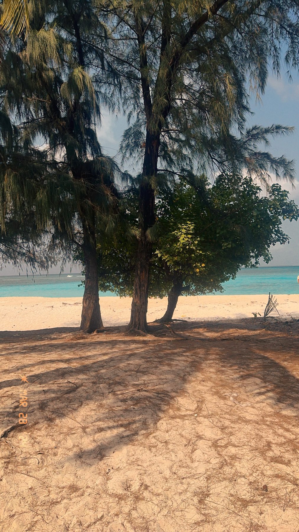 Lakshadweep — pines above the beach, lagoon beyond